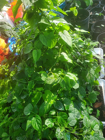 Nigerian fresh utasi leaves