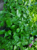 Nigerian scent leaves