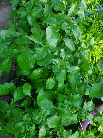 Nigerian scent leaves