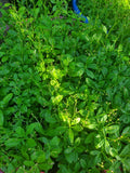 Fresh Nigerian water leaves