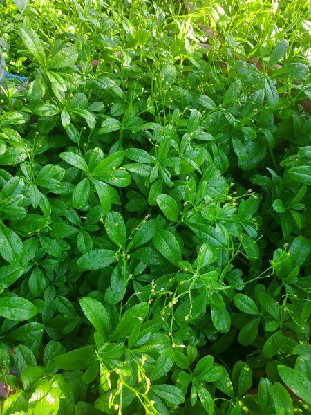 Fresh Nigerian water leaves