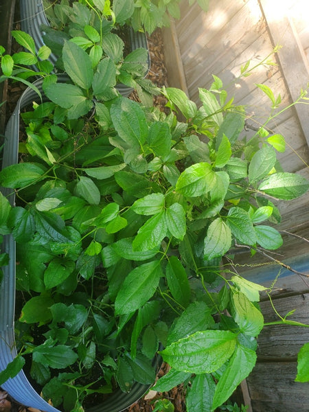 Nigerian ugu leaves