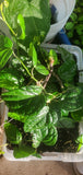 fresh nigerian uziza leaves