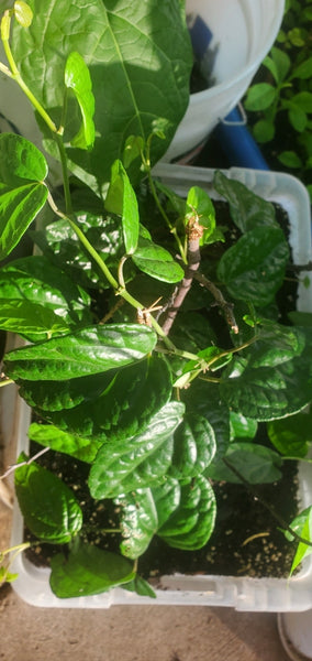 fresh nigerian uziza leaves
